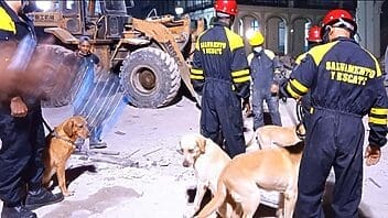 Dos perros protagonizan las labores de rescate en el Hotel Saratoga