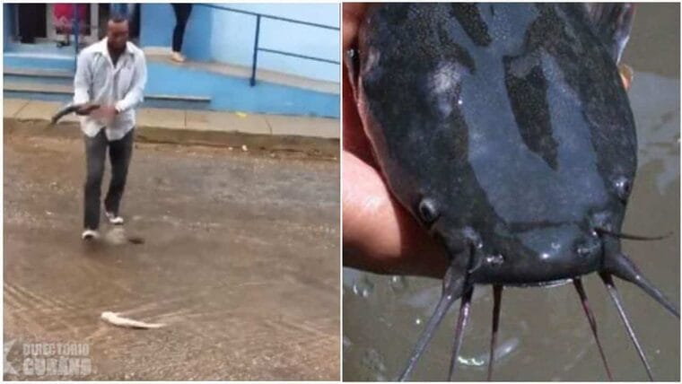 En video: Cubanos se «ponen las botas» pescando clarias en plena calle tras los aguaceros