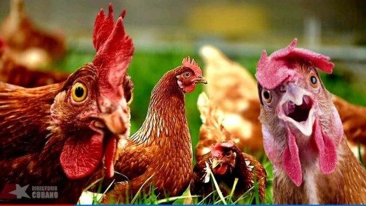 Pastorear gallinas: una opción ante escasez de pienso en Cuba