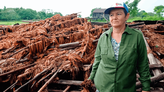 Pinar del Río contabiliza 500 toneladas de tabaco afectadas tras intensas lluvias