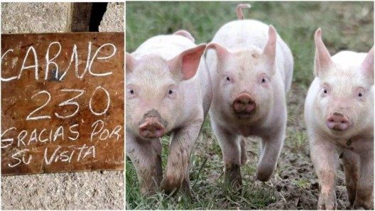 Buscan aumentar producción de carne de cerdo en Cuba gracias a alianza con México