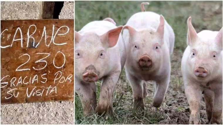 Buscan aumentar producción de carne de cerdo en Cuba gracias a alianza con México