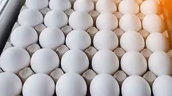 ¿Qué pasa con los huevos? Más 120 mil cubanos no han recibido su cuota asignada