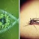 aumentan casos de covid y dengue en Cuba