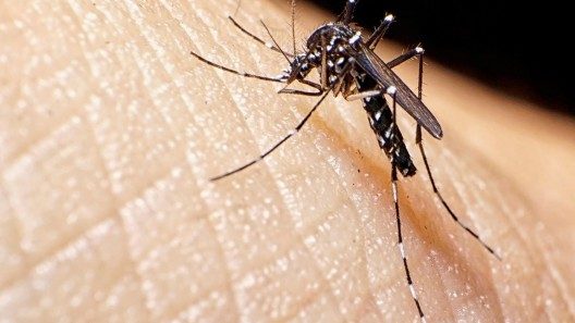 Emiten alerta en Miami-Dade por caso confirmado de dengue