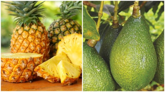 Agencia de Italia entrega financiamiento para incrementar producción de piña y aguacate en Matanzas