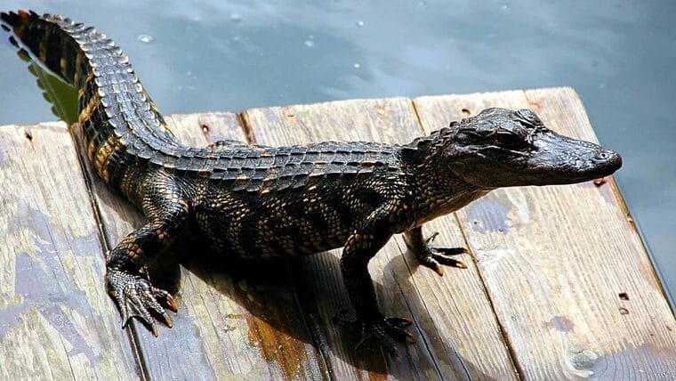 Se incrementa número de cocodrilos en Florida