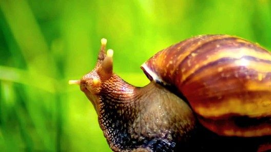 Caracoles gigantes africanos obligan a establecer cuarentena en Florida