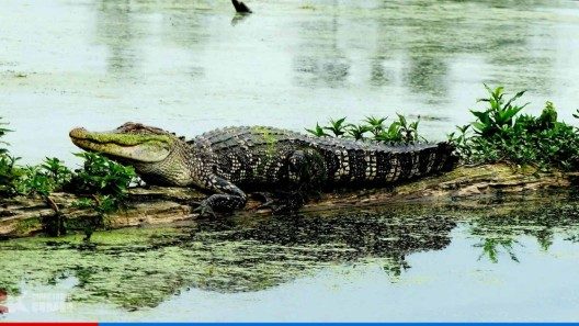 Anciana de Florida muere por ataque de caimanes tras caer en un estanque