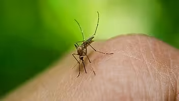 Confirman caso de dengue en Miami-Dade adquirido localmente