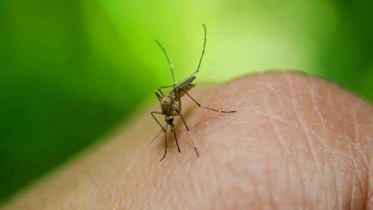 Hoy, Mesa Redonda sobre el virus del dengue en Cuba
