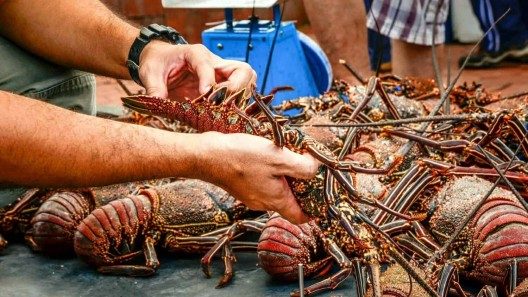Capturan toneladas de langosta en Cuba, pero directo a la exportación