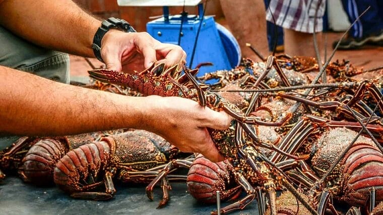 Capturan toneladas de langosta en Cuba, pero directo a la exportación