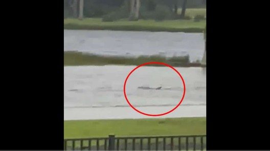 Video de “tiburón” nadando un vecindario de la Florida se hace viral (+Video)
