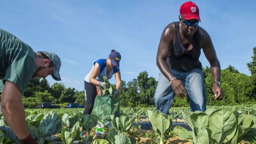 Estados Unidos ofrece trabajo a inmigrantes y refugiados en zonas rurales. ¿Cómo acceder a esa opción?