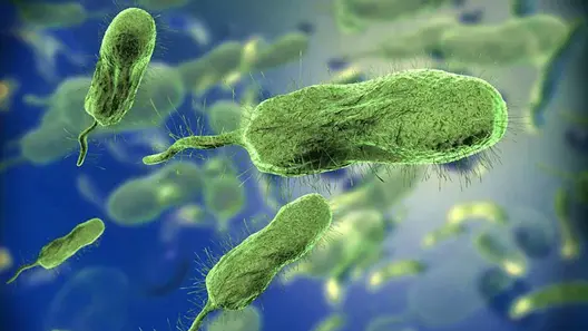 Alertan sobre propagación de la bacteria «come carne» en Florida