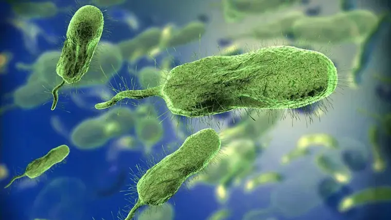 Alertan sobre propagación de la bacteria «come carne» en Florida