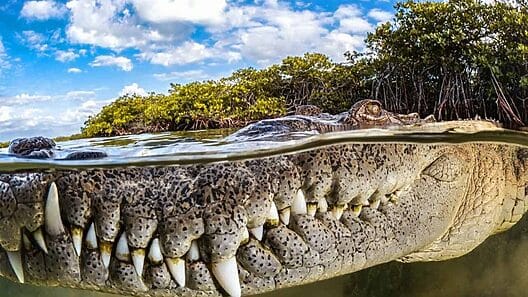 Esta foto de un cocodrilo cubano ganó el prestigioso concurso Mangrove Photography Awards