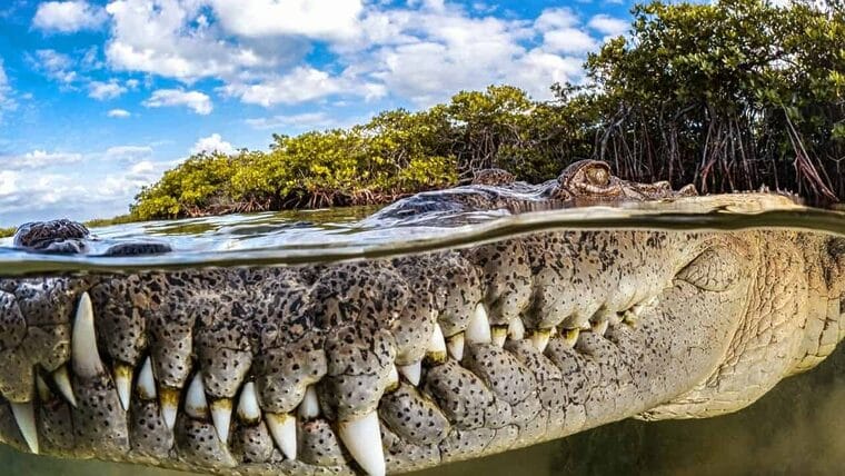 Esta foto de un cocodrilo cubano ganó el prestigioso concurso Mangrove Photography Awards