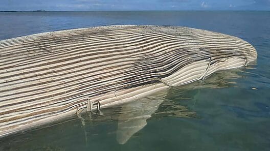 Aparece una ballena muerta en la costa de Villa Clara