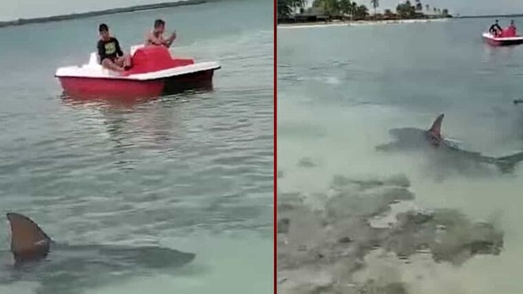 Aparecen varios tiburones en una playa cubana y sorprenden a bañistas