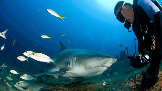Turismo de tiburones en Cuba aportaría «millones de dólares anuales»
