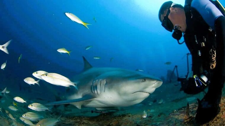 Turismo de tiburones en Cuba aportaría «millones de dólares anuales»