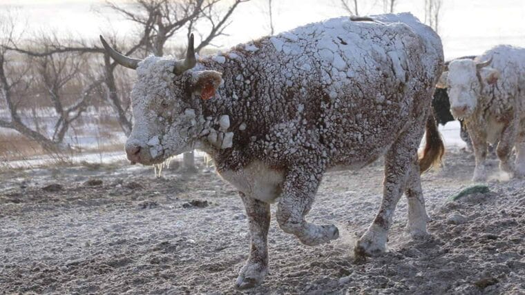 Tormenta invernal provoca unos 50 muertos en Estados Unidos
