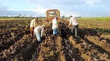 Escasez de azúcar en Cuba por incumplimientos en la zafra