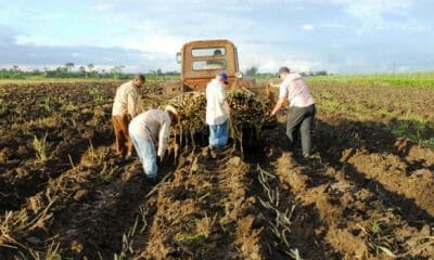 Escasez de azúcar en Cuba por incumplimientos en la zafra