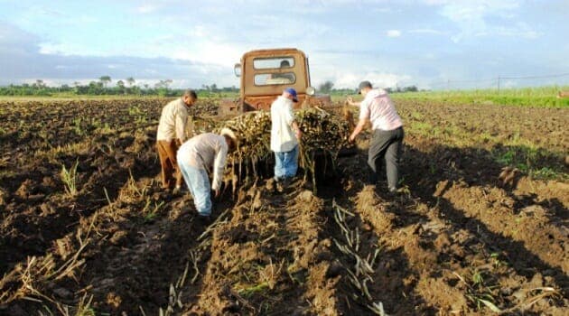 Escasez de azúcar en Cuba por incumplimientos en la zafra