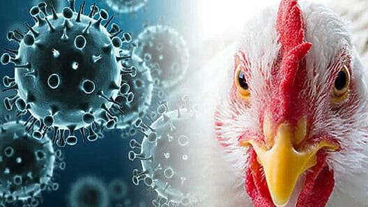 Alertan en Cuba sobre “gripe aviar” en meses de invierno
