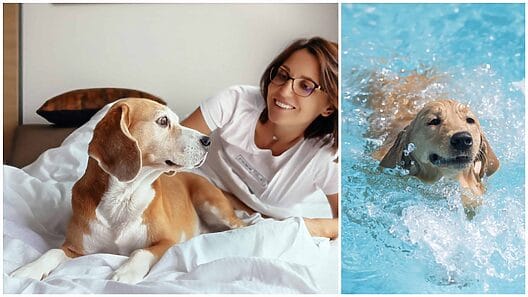 Abrirán este año un hotel para mascotas en Varadero y otro de lujo en Trinidad