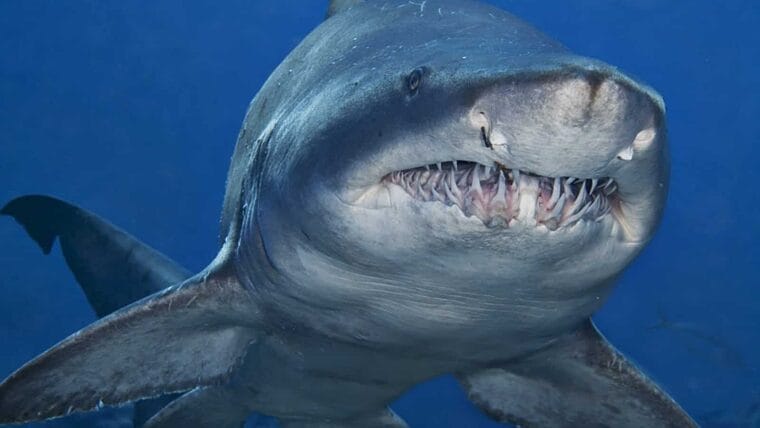 ¿Un tiburón toro en la orilla de las costas de la Florida?