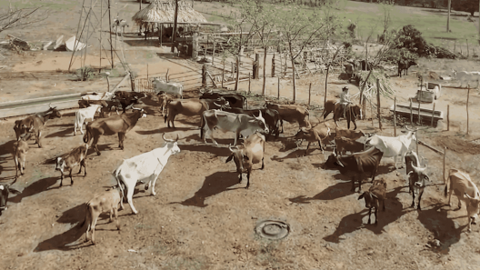 Multan y decomisan animales a ganaderos por vender sus reses sin autorización