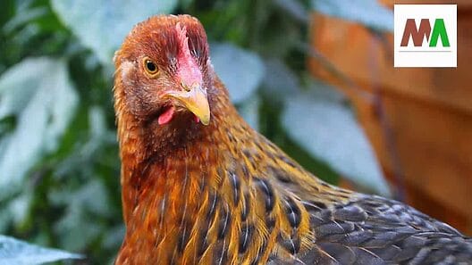 Actualizan sobre evento de influenza aviar en zoológico de La Habana