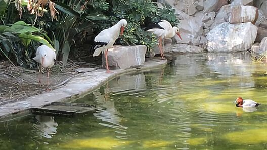 Confirman existencia de influenza aviar en Zoológico de Cuba