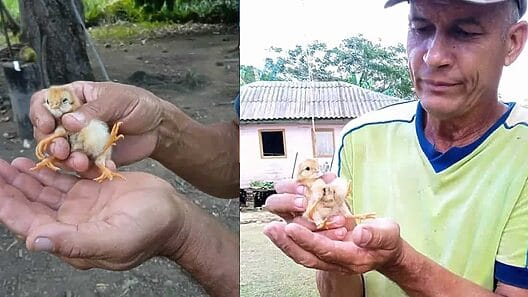 Nace en Holguín un curioso pollito con cuatro patas y lo bautizan como “El dichoso”