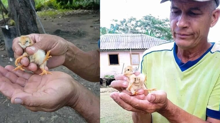 Nace en Holguín un curioso pollito con cuatro patas y lo bautizan como “El dichoso”