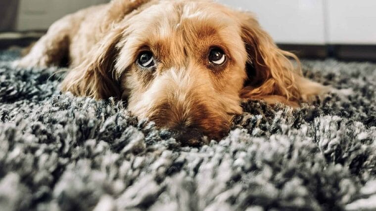 Las mascotas también sufren los efectos de la inflación en Estados Unidos