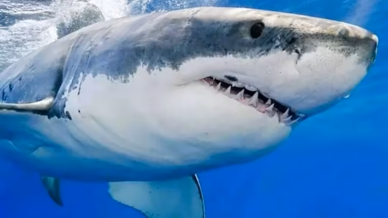 Tiburón ataca a joven cubano en zona costera de Artemisa