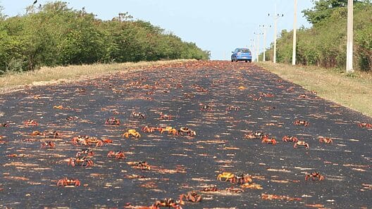 Avalancha de cangrejos rojos en las carreteras de la costa sur cubana