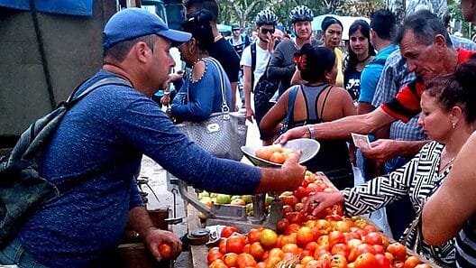 Disminuye producción de tomates en Cuba: “Todo escasea”