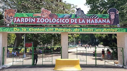 ¿Qué pasó con los casos de gripe aviar en La Habana? Autoridades sanitarias actualizan