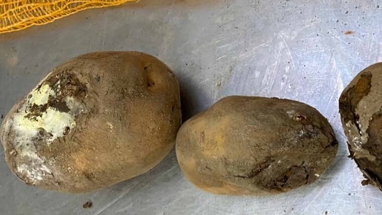 Venden papas con alto nivel de pudrición