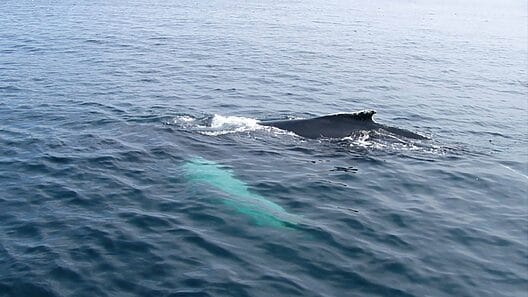 Una ballena y su cría se acercan a la costa sur de Guantánamo