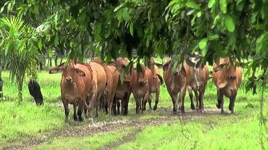 Aumentan hurtos y sacrificios de ganado mayor en Cuba