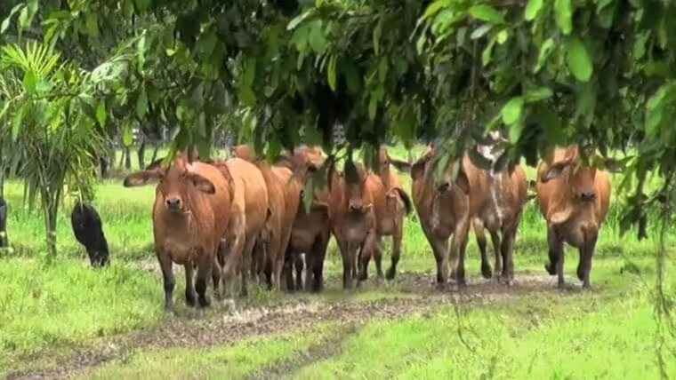 Aumentan hurtos y sacrificios de ganado mayor en Cuba