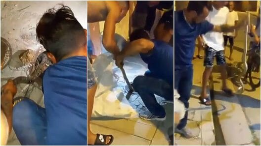 Atrapan un majá en alcantarilla de Gibara para comérselo
