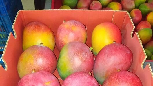 Cuba empieza a exportar “mangos frescos” a Rusia